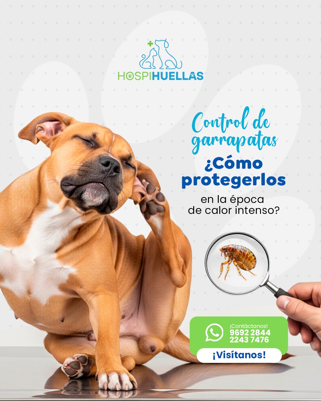 Salud dental canina